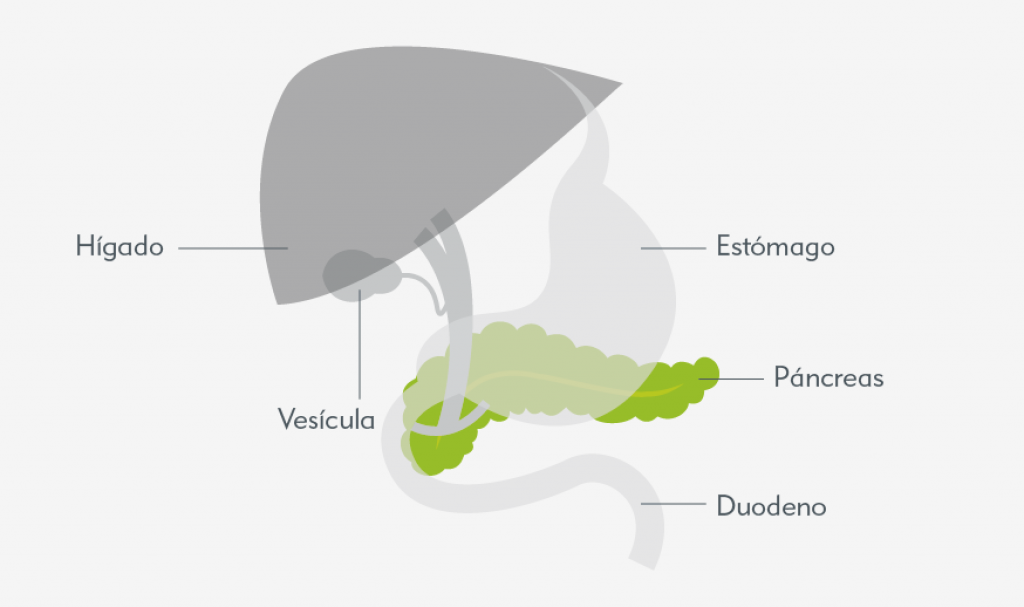 Localización del páncreas