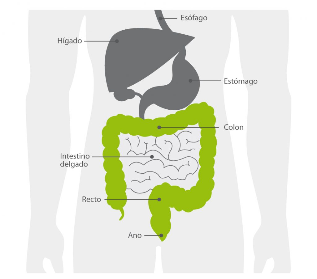 · Anatomía del aparato digestivo